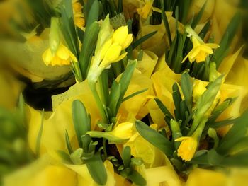 Close-up of yellow flowers