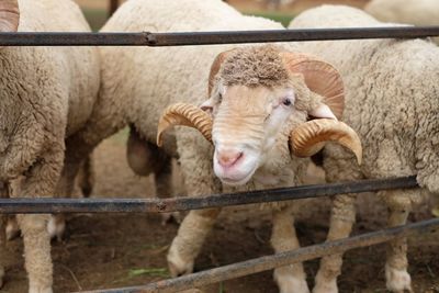 Close up, sheep in the stall