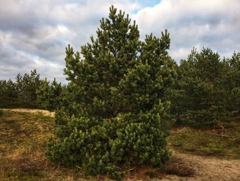 Trees growing on field against sky
