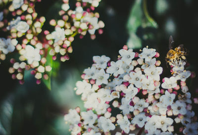 Close-up of white flowering plant