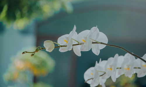 Close-up of white flowering plant