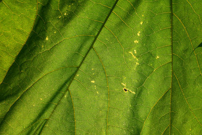 Full frame shot of green plant