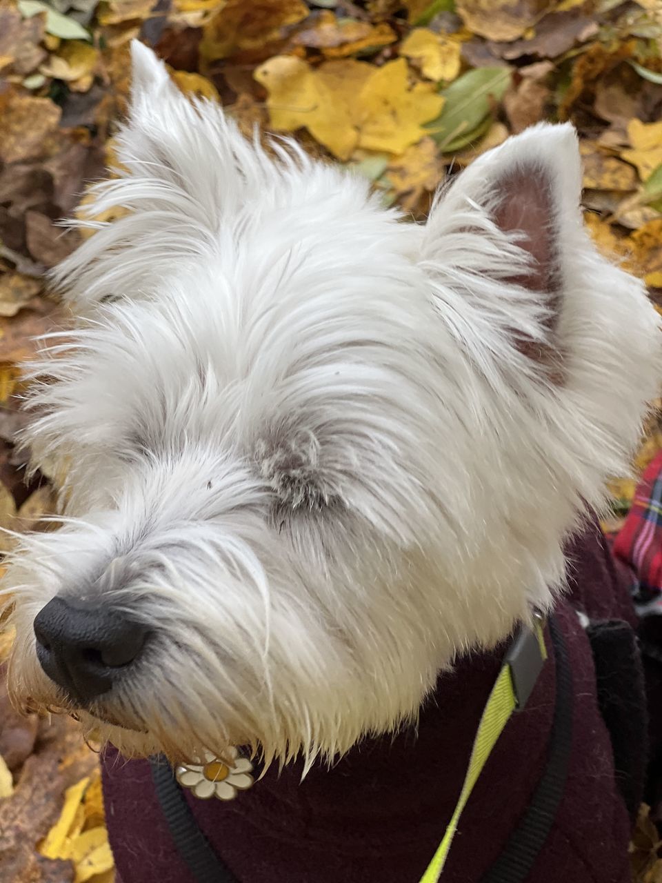 animal themes, animal, domestic animals, pet, one animal, mammal, canine, dog, west highland white terrier, animal hair, terrier, white, no people, relaxation, animal body part, lying down, plant part, cute, nature, leaf, young animal, close-up, puppy