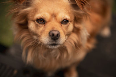 Close-up portrait of dog