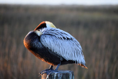 Close-up of bird perching on wood