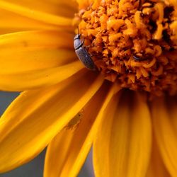 Close-up of insect on yellow flowering plant