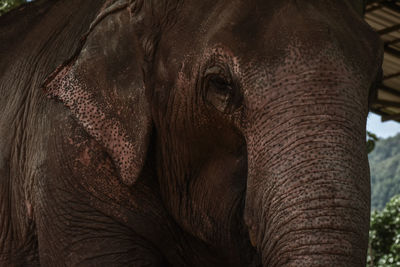 Close-up of elephant