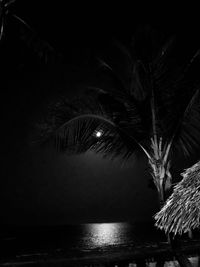 Palm tree by swimming pool at night