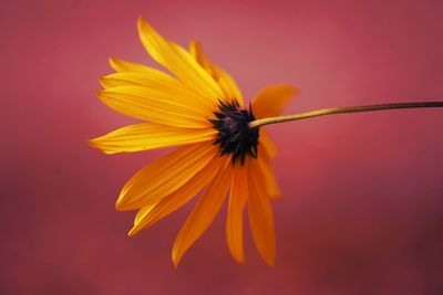 Close-up of yellow flower