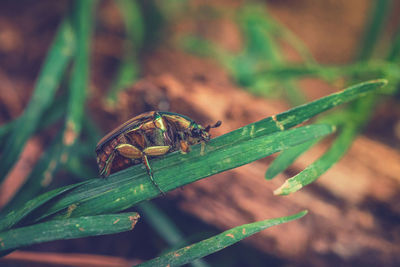 Close-up of insect on leaf