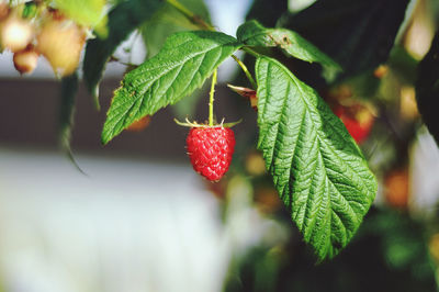 Close-up of strawberry growing on plant