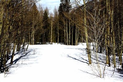 Snow covered trees in forest against sky