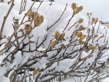 Close-up of snow covered tree