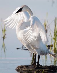 Close-up of pelican on lake