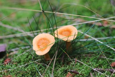 Close-up of orange mushroom growing on field