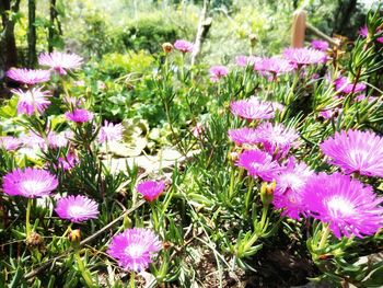 Close-up of purple crocus flowers blooming on field