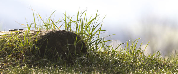 Close-up of grass