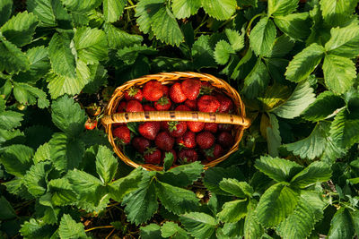 Picking fruits on strawberry field, harvesting on strawberry farm, strawberry crop. fresh ripe 