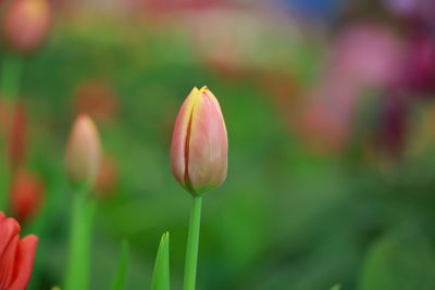 Close-up of pink tulip