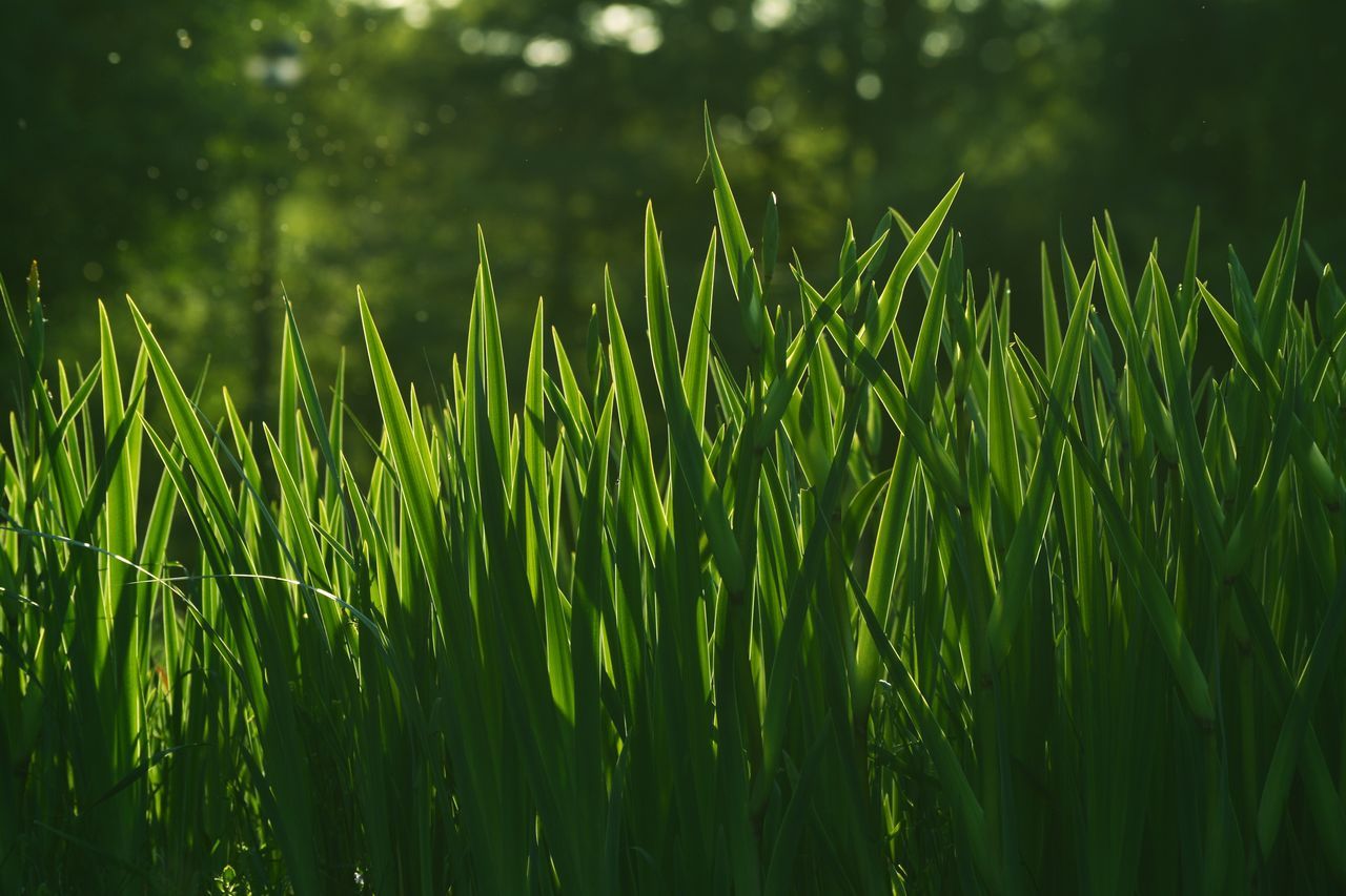 growth, grass, green color, nature, tranquility, blade of grass, field, plant, beauty in nature, water, close-up, outdoors, tranquil scene, day, no people, focus on foreground, growing, selective focus, green, forest