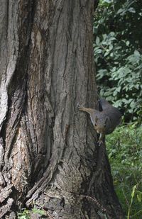 tree trunk