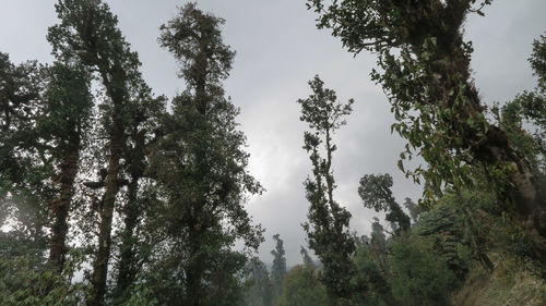 Low angle view of trees against sky