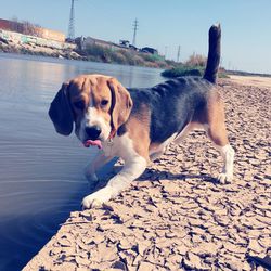 Close-up of beagle at riverbank on sunny day