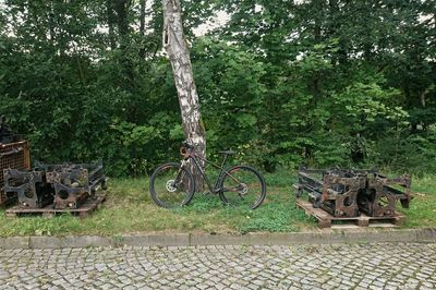 Bicycle against trees