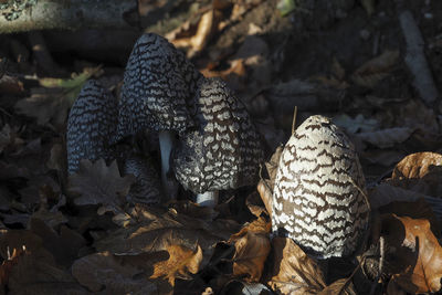 Close-up of dry autumn leaves on field