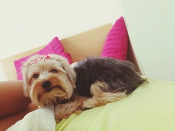 domestic animals