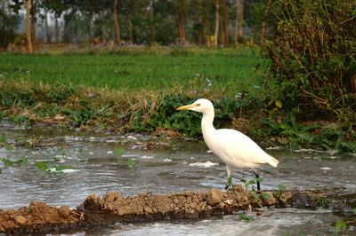 Bird perching on a lake