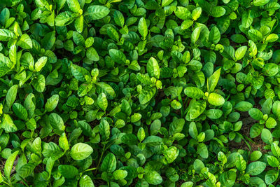 Full frame shot of green plants