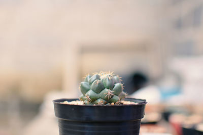 Close-up of potted cactus plant