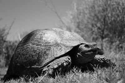 Close-up of a turtle on field