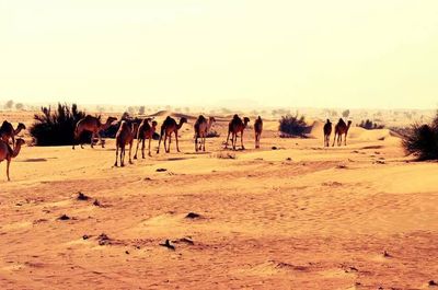 Horse on desert