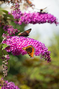 Close-up of butterfly pollinating on pink flower