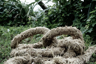 Close-up of rope tied up on tree