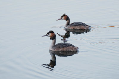 Duck swimming in lake