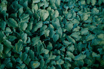 Full frame shot of fresh green leaves