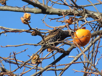 Low angle view of bird perching on tree