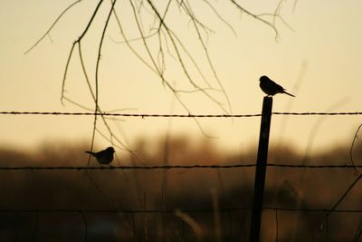 Low angle view of bird perching on pole against sky