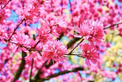 Close-up of pink cherry blossom