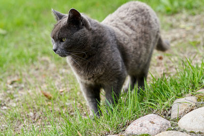 Close-up of a cat looking away on field