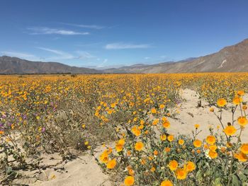 Scenic view of oilseed rape field against sky