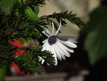 Close-up of white flowering plant