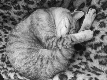 Close-up of cat sleeping