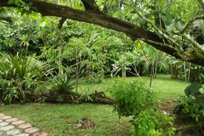 Plants growing on tree trunk