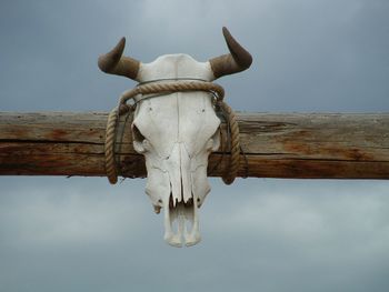 Low angle view of animal skull against sky