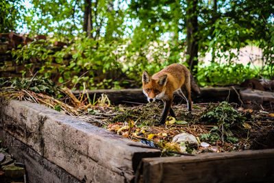 A beautiful young fox walks in the yard of a private house