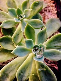 Close-up of succulent plant